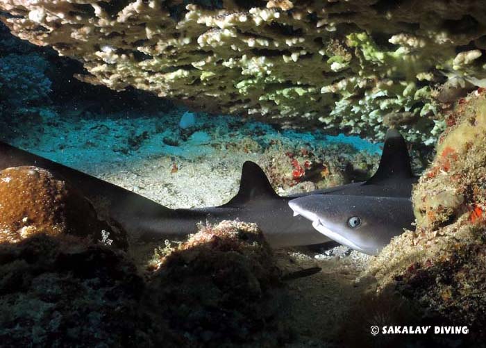 Madagascar different diving sites